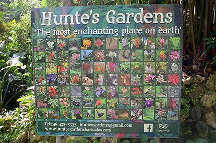 Hunte's Garden