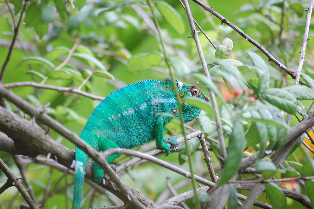 Endormi à la Réunion