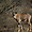 Samburu - Oryx