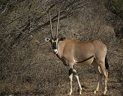 Samburu - Oryx