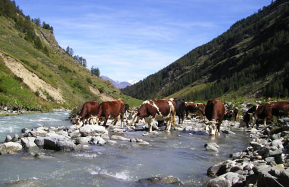 Vaches rustiques