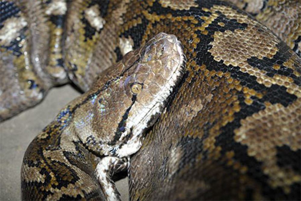 Python des Philippines