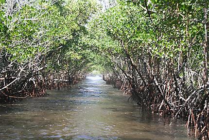 Mangrove sur mesure