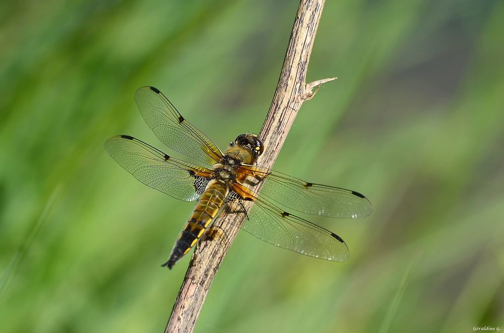 Libellule à quatre taches 