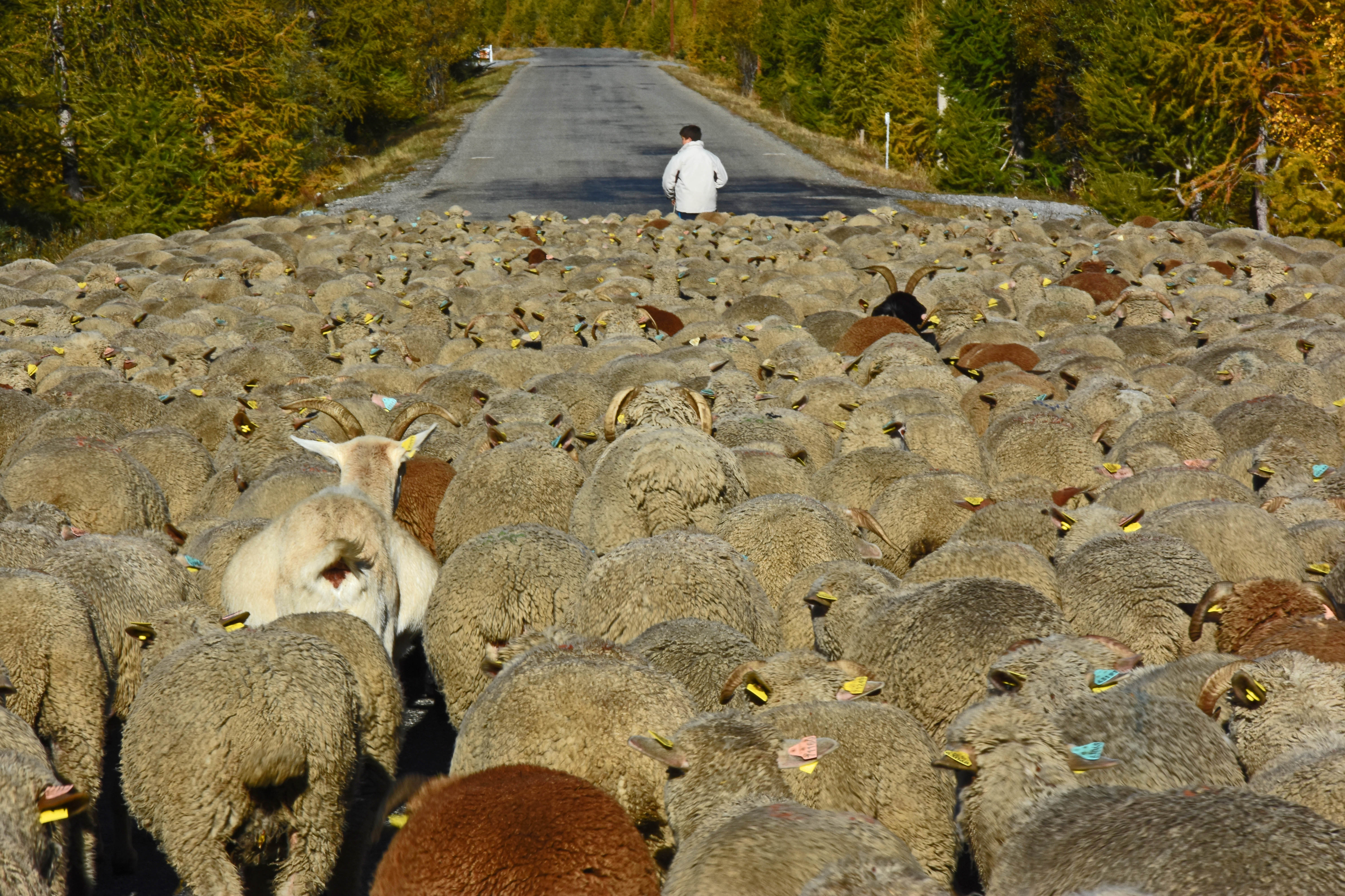 Transhumance Transhumance