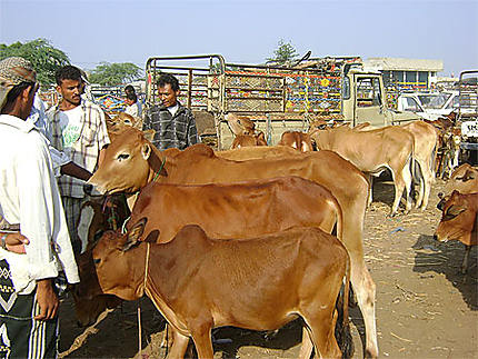 Vaches au marché
