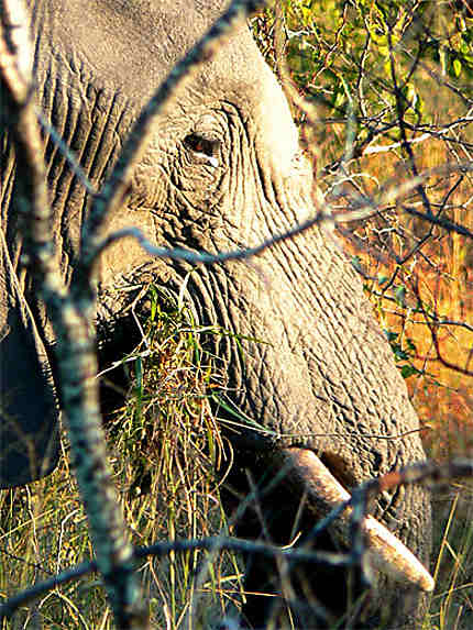 Afrique du Sud - Kruger Park