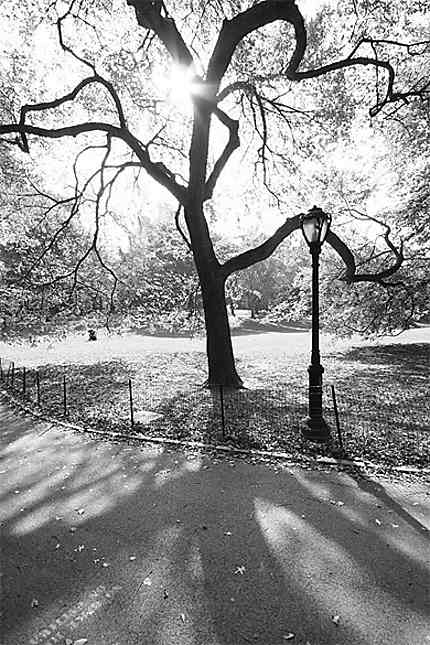 The Lonely Tree, Central Park