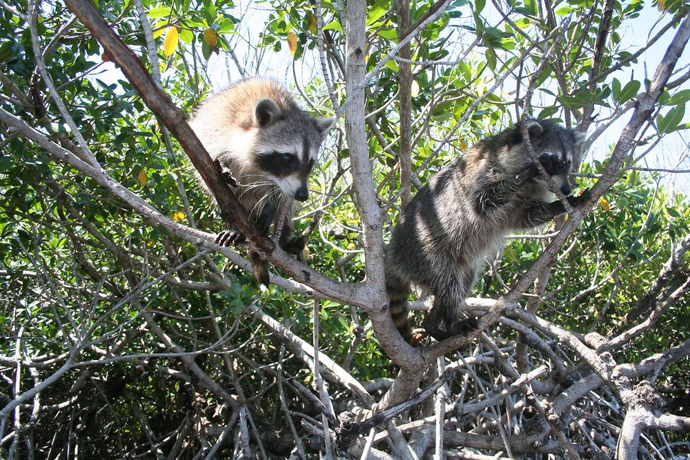 Rencontre avec des ratons laveurs