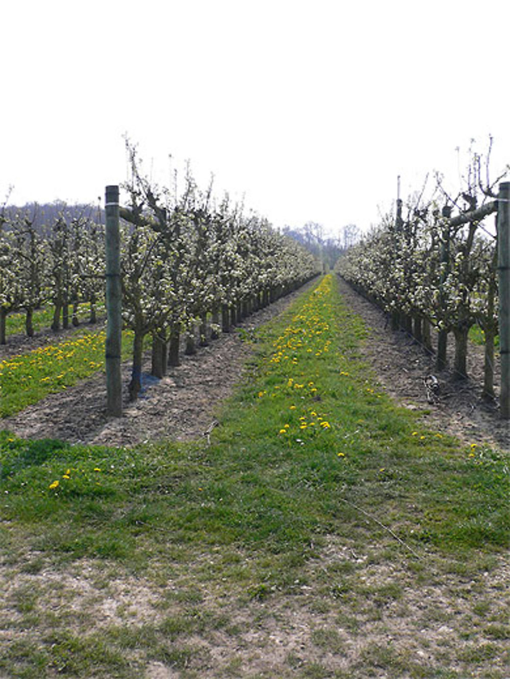 Arbres fruitiers en fleurs