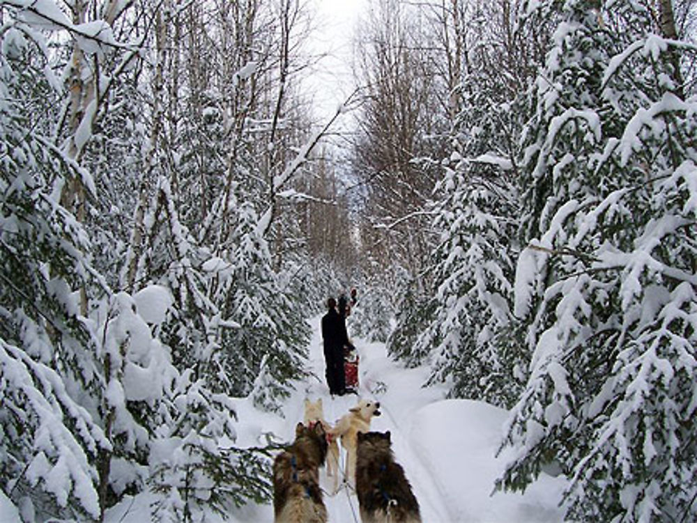 Traineau à chien