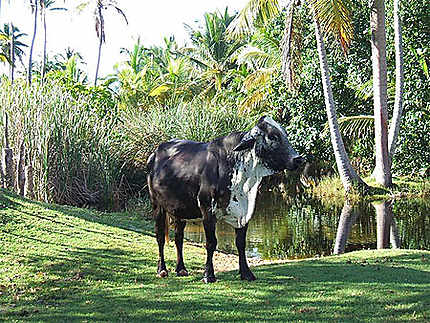 Vache en visite à l'hôtel Lookéa Samana !