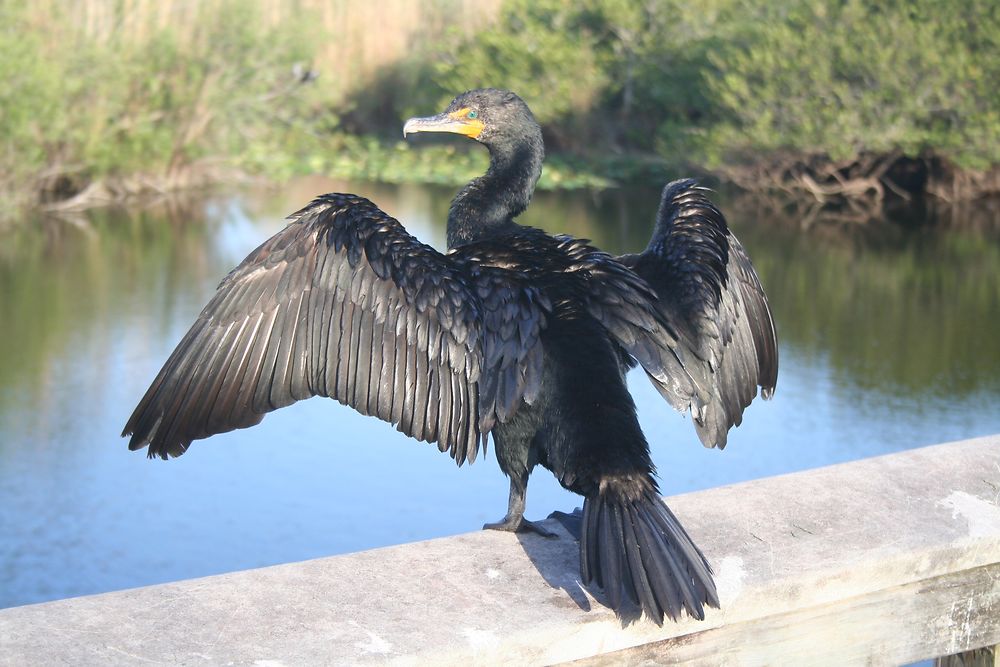 Anhinga