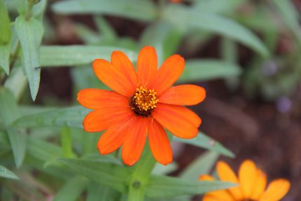 Fleur à Dejima (orange pour la Hollande)