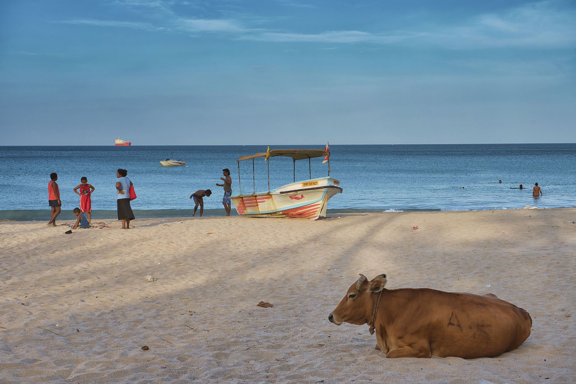 Vache sacrée à la plage