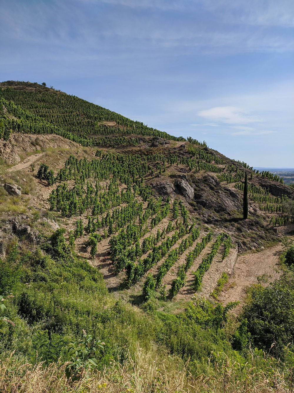 Vignes de St Joseph