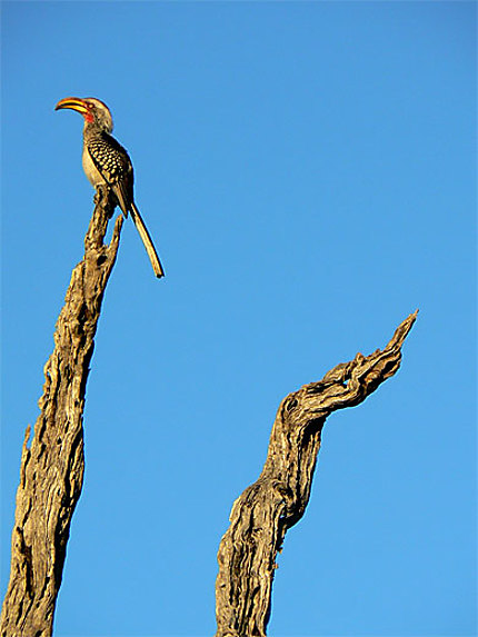 Afrique du Sud - Kruger Park