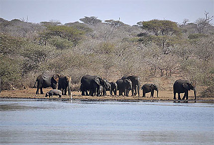 Des troupeaux d'éléphants