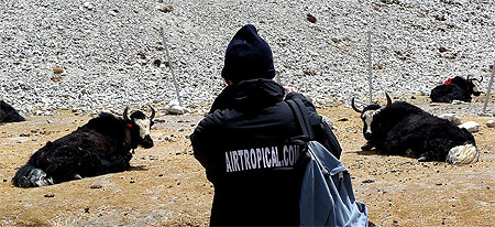 Yaks du camp de base de l'Everest (Face Nord) Yaks du camp de base de l'Everest (Face Nord)