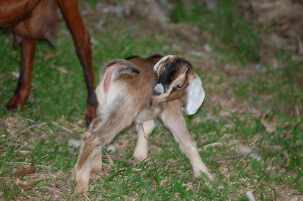 Très jeune cabri en Martinique