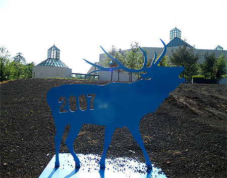 Cerf bleu Cerf bleu
