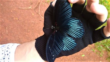 Papillon Thaïlande