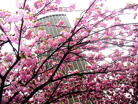 Sakura à Paris (cerisiers en fleurs)