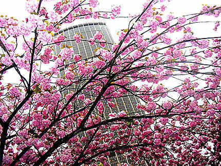 Sakura à Paris (cerisiers en fleurs)