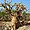 Baobabs aux voeux Somone