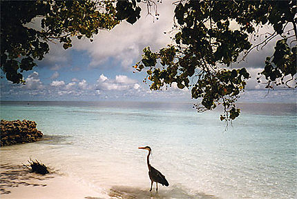 Héron cendré plage maldives