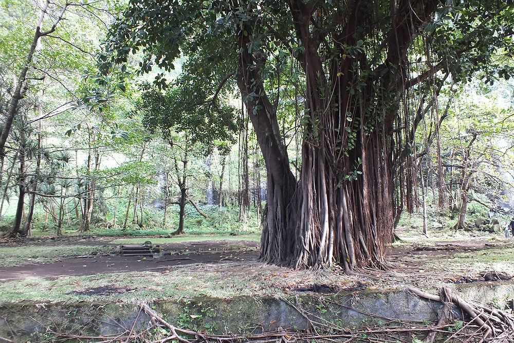 Banian à l'Anse des cascades