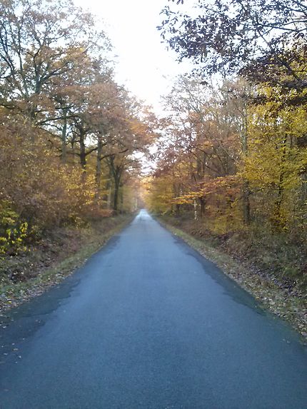 Ligne droite à Rambouillet et couleurs d'automne