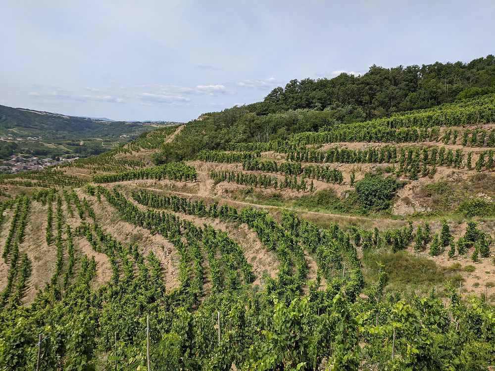 Vignes étagées à Saint-Désirat 