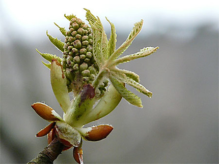 La nature s'éveille