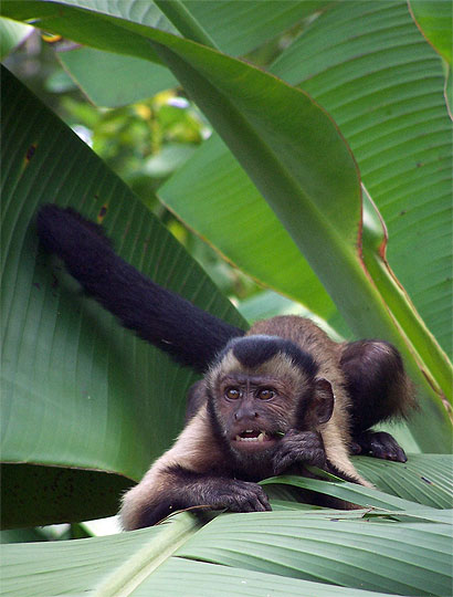 Singe capucin Singe capucin