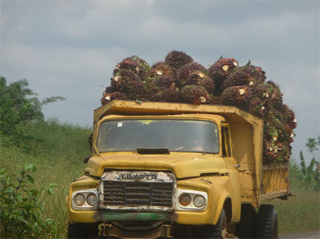 Transport des noix de palme