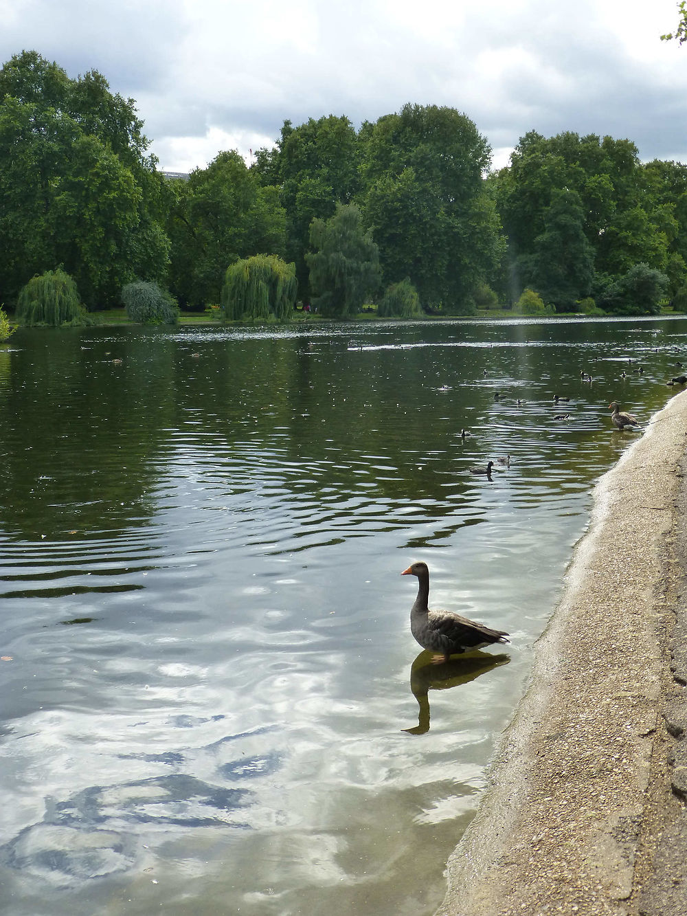 Oie dans le parc