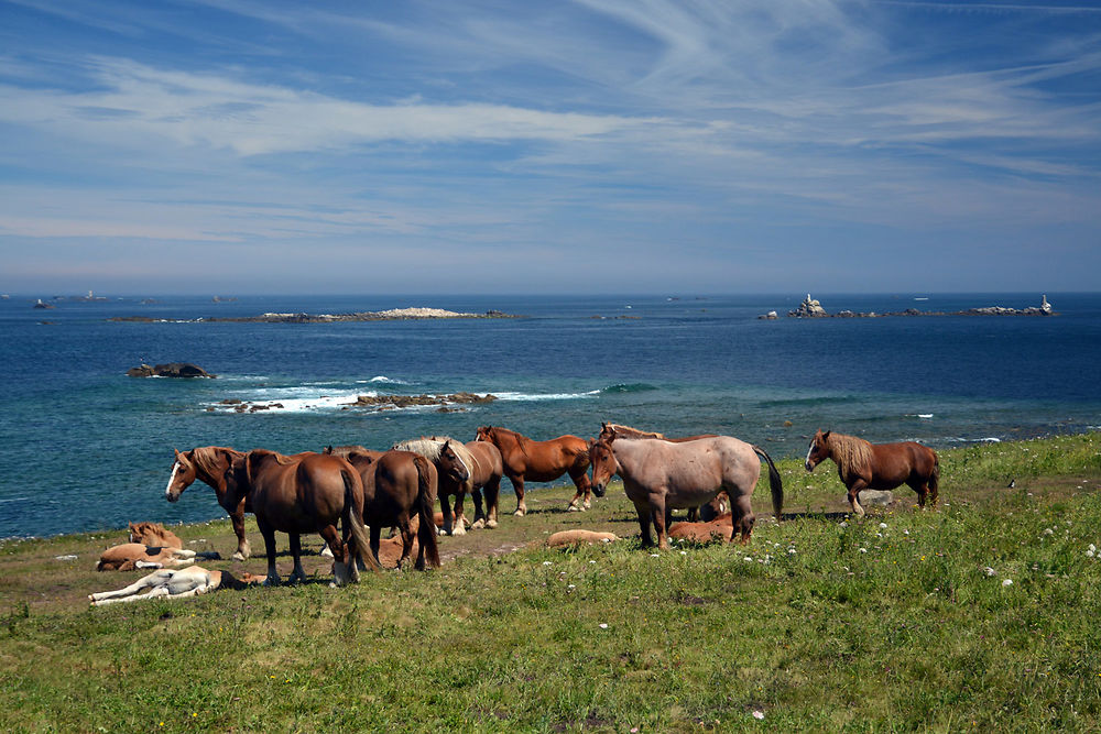 Chevaux bretons