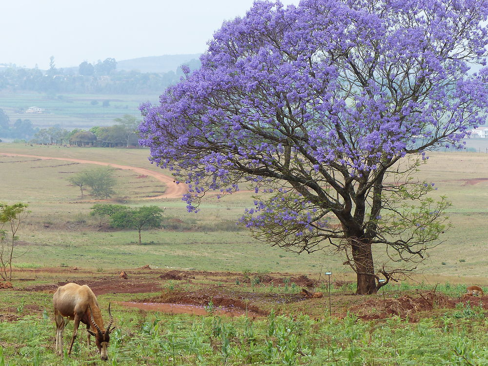 Mlilwane National Park 