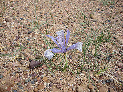 Fleur du Desert