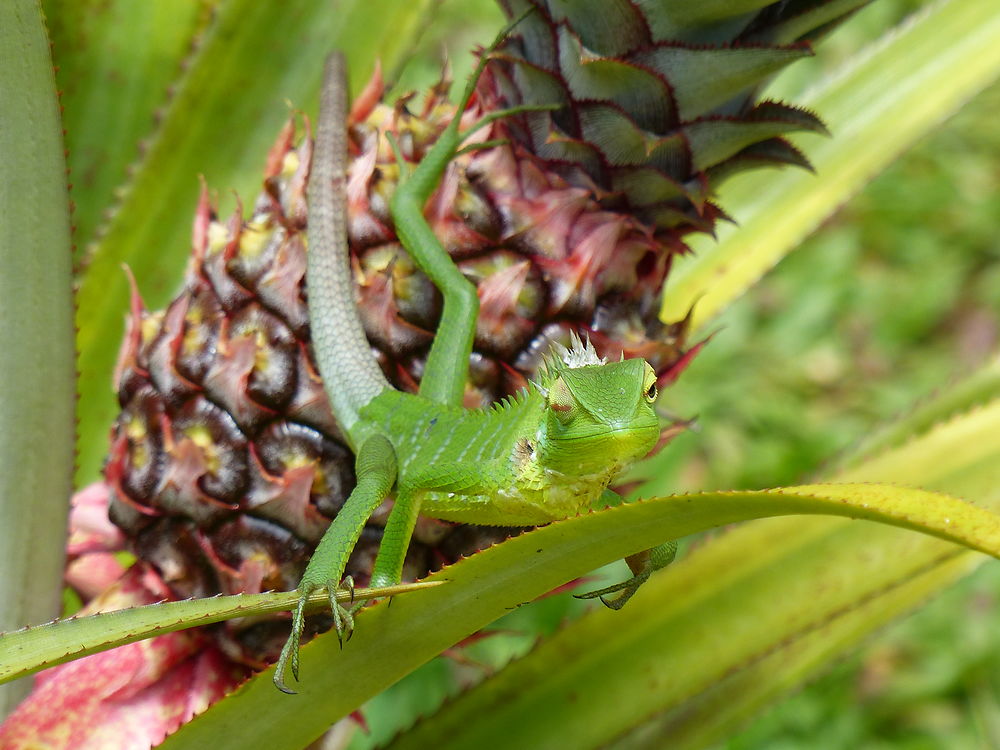 Lézard sur son ananas