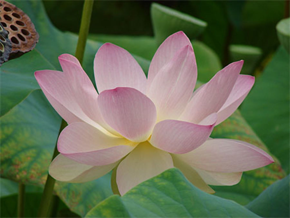 Lotus