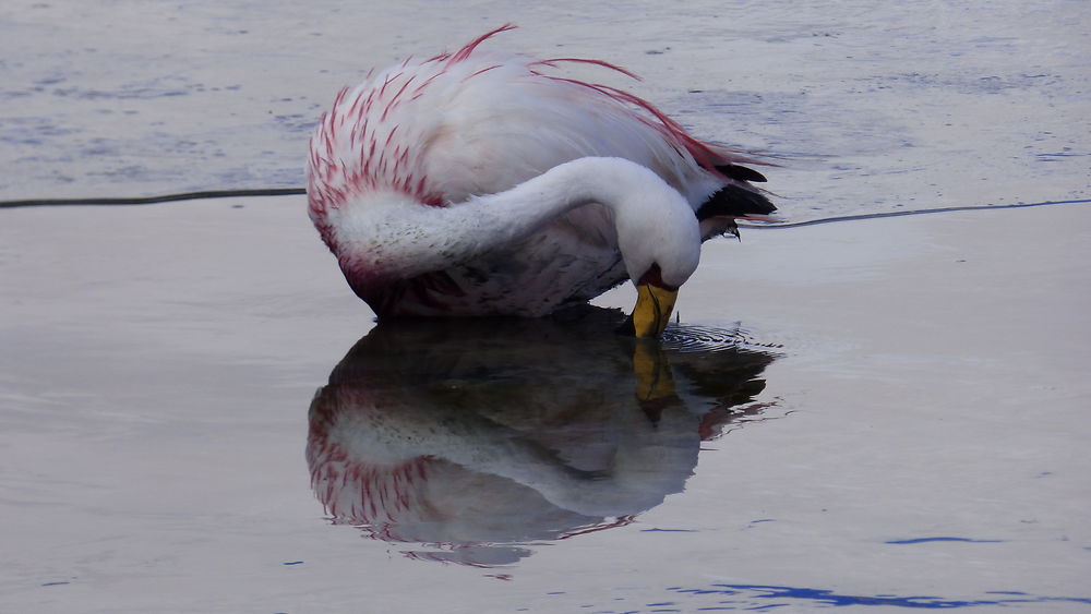 Flamands roses