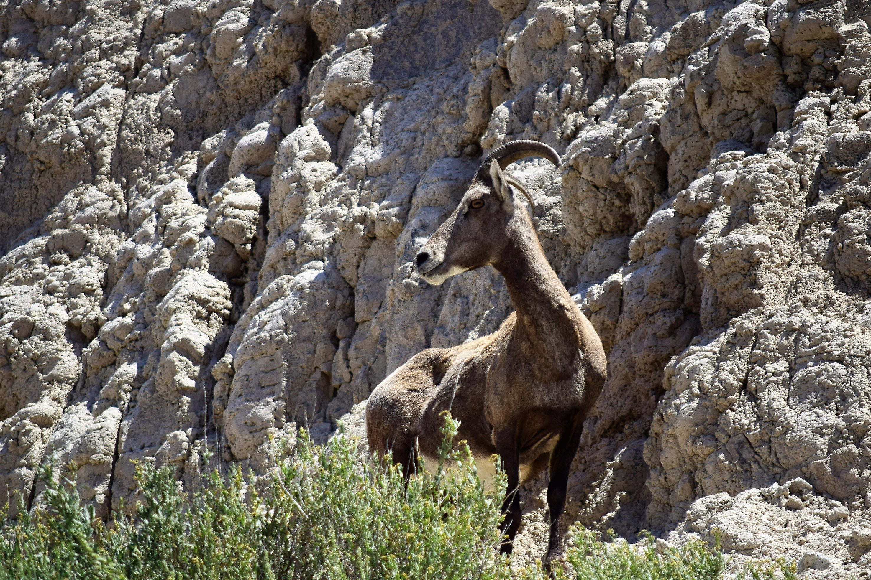 Les animaux des Badlands Les animaux des Badlands