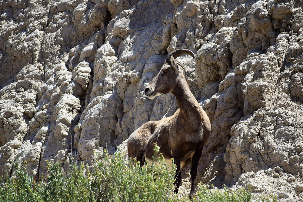 Les animaux des Badlands