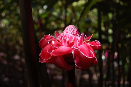 Rose de porcelaine au jardin de Balata