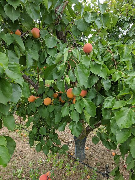 Abricots bien mûrs en Ardèche 