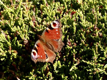 Le papillon paon de fin octobre