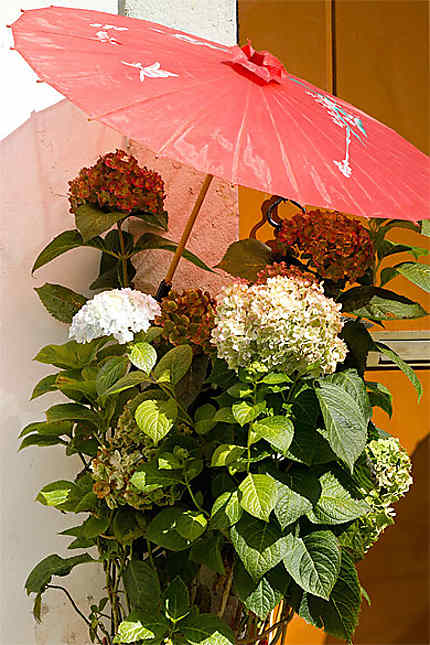 Lisbonne - Hortensias protégés par une ombrelle
