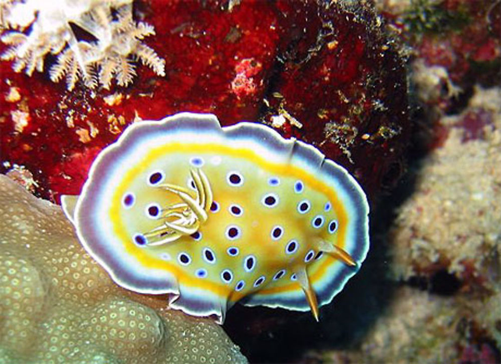 Nudibranche